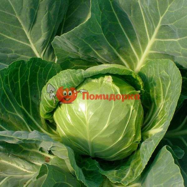 Капуста БАГРАТИОН F1 ( CRX 16093 ) | BAGRATION Seminis, Фасовка - 500 семян