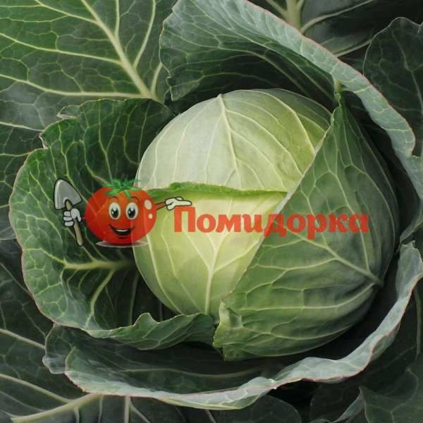 Капуста БАЙОНЕТ F1 | BAJONET F1 Bejo, Фасовка - 2500 семян