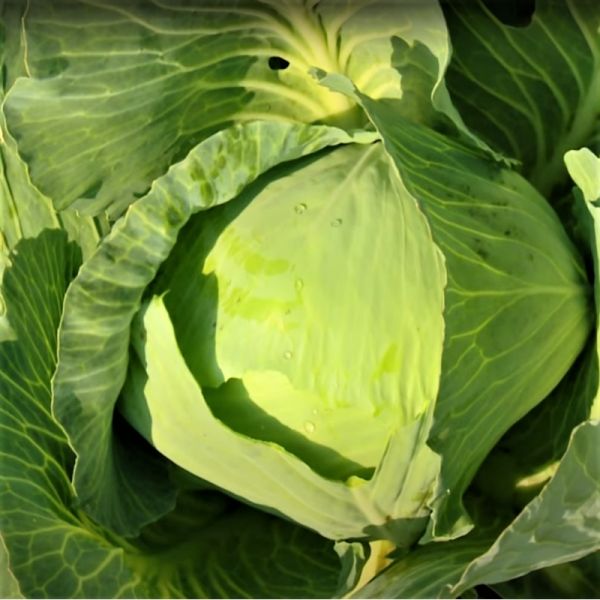 Капуста белокочанная позднеспелая Блоктор F1, 2500 шт. семян, 130-135 дней (Syngenta)