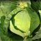 Капуста білоголова пізньостигла Блоктор F1, 2500 шт. насіння, 130-135 днів (Syngenta)