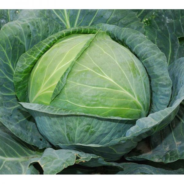 Капуста Браво F1 | Bravo F1 Clause, Фасовка - 10 000 семян