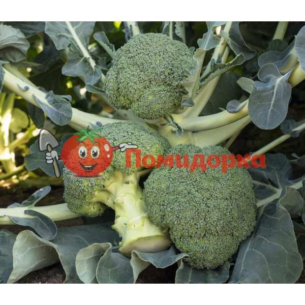 Капуста брокколи БАТАВИЯ F1 | BATAVIA F1 Bejo, Фасовка - 2500 семян