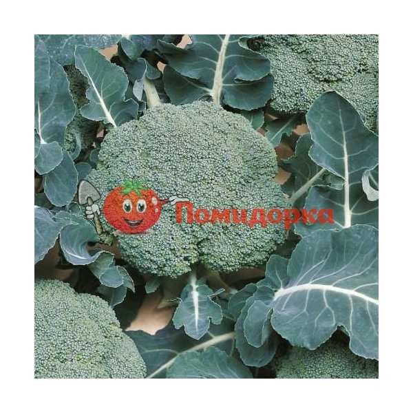 Капуста брокколи БЕЛСТАР F1 | BELSTAR F1 Bejo, Фасовка - 2500 семян