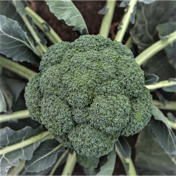 Капуста брокколи Бести F1, 2500 шт. семян, 55-60 дней (Syngenta) 