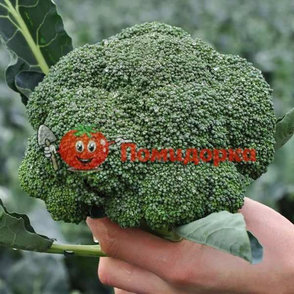 Капуста брокколи КЕЗЗИ F1 | KEZZI F1 Kitano, Фасовка - 1000 семян