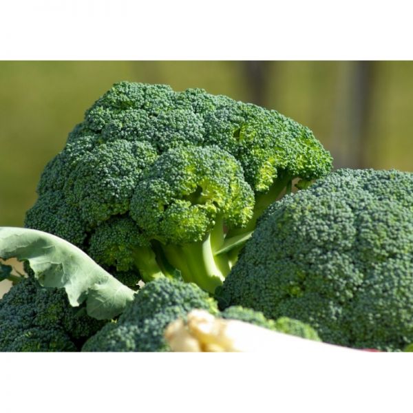 Капуста брокколи Корос F1 | Coros F1 Clause, Фасовка - 1000 семян