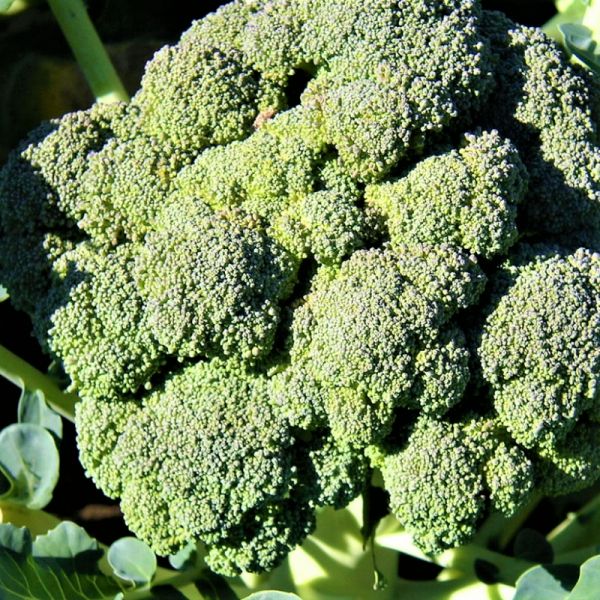 Капуста брокколи Монрелло F1, 2500 шт. семян, 80-85 дней (Syngenta)