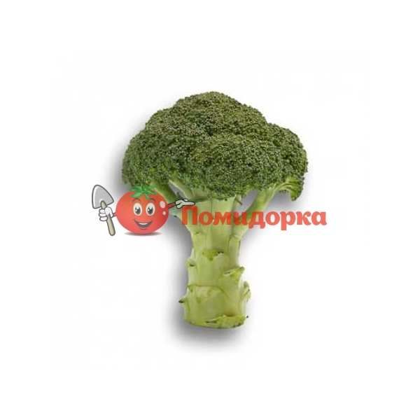 Капуста брокколи ОРАНТЕС F1 | ORANTES F1 Rijk Zwaan (улучшенные семена), Фасовка - 2500 семян