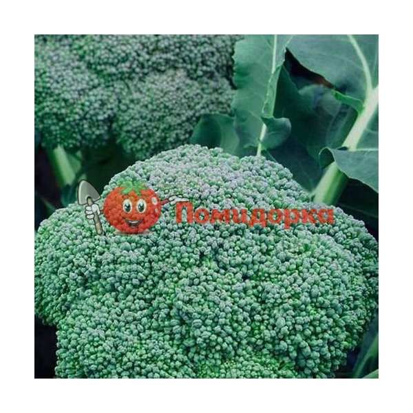 Капуста брокколи РЕГГИ F1 | REGGI F1 Rijk Zwaan, Фасовка - 2500 семян