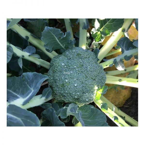 Капуста брокколи Сигно F1 | Signo F1 Clause, Фасовка - 2500 семян