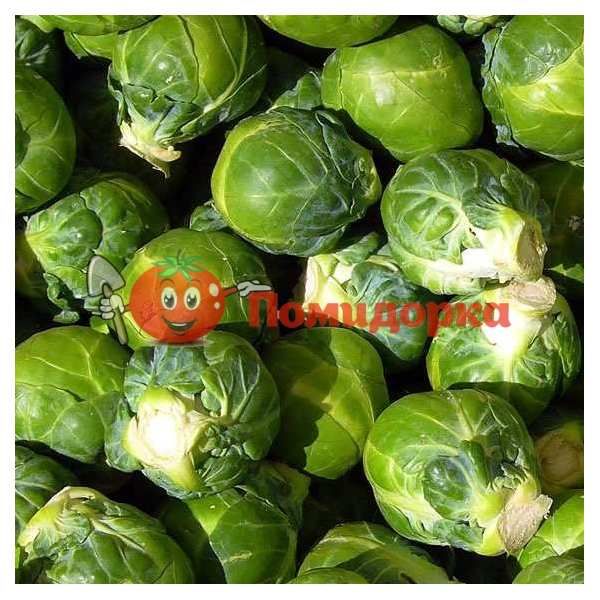 Капуста брюсельская ФРАНКЛИН F1 | FRANKLIN F1 Bejo, Фасовка - 2500 семян