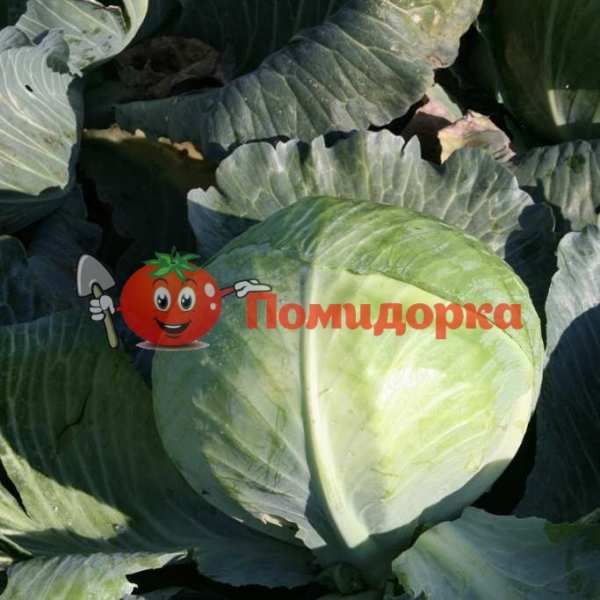 Капуста ЦЕРОКС F1 | CEROX F1 Bejo, Фасовка - 2500 семян