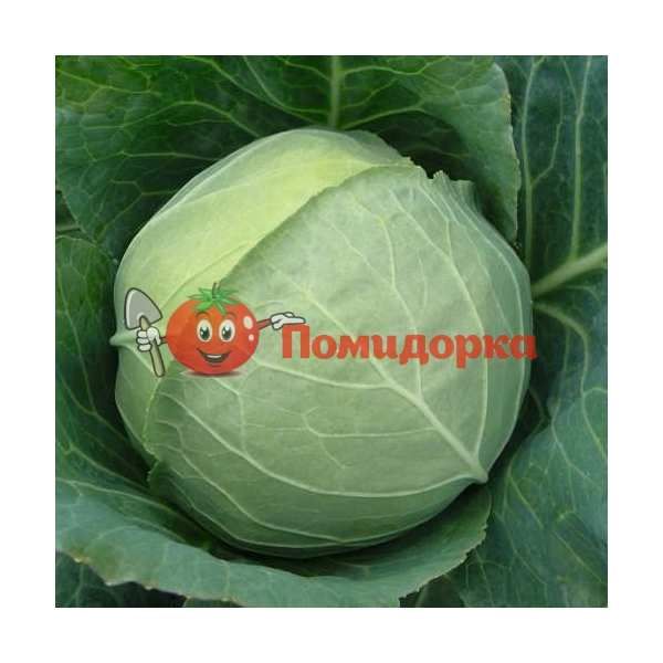 Капуста ЧЕКМЕЙТ F1 | CHECKMATE F1 Bejo, Фасовка - 2500 семян