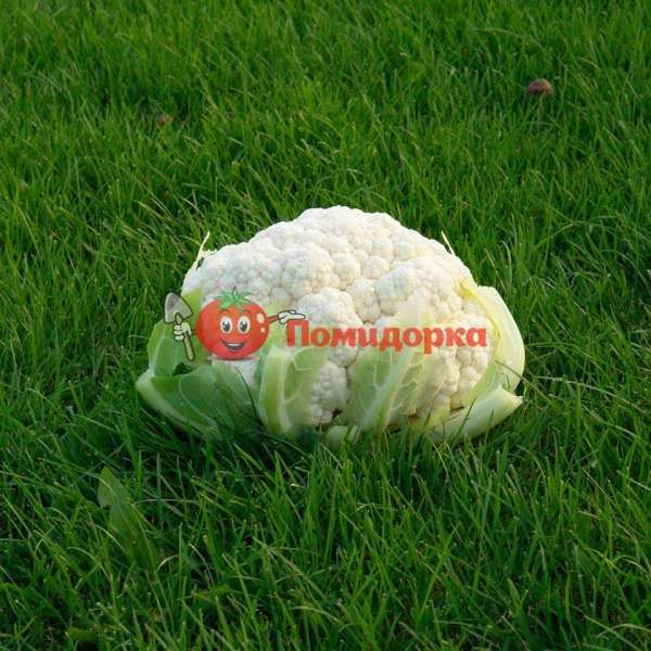 Капуста цветная АБЕНИ F1 | ABENI F1 Seminis, Фасовка - 2500 семян