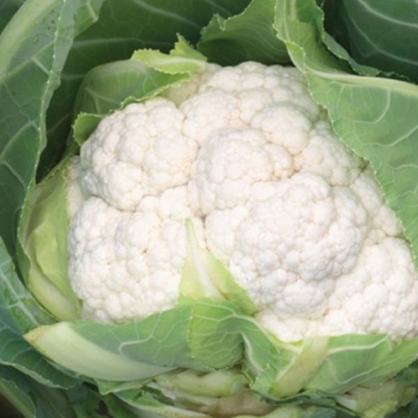 Капуста цвітна середньостигла Аероспейс F1, 2500 шт. насіння, 70-75 днів (Syngenta)