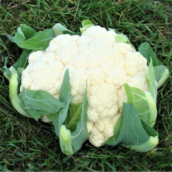 Капуста цветная среднеспелая Алмагро F1, 2500 шт. семян, 70-75 дней (Syngenta)