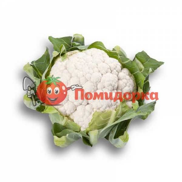 Капуста цветная АЛЬТАМИРА F1 | ALTAMIRA F1 Bejo, Фасовка - 2500 семян