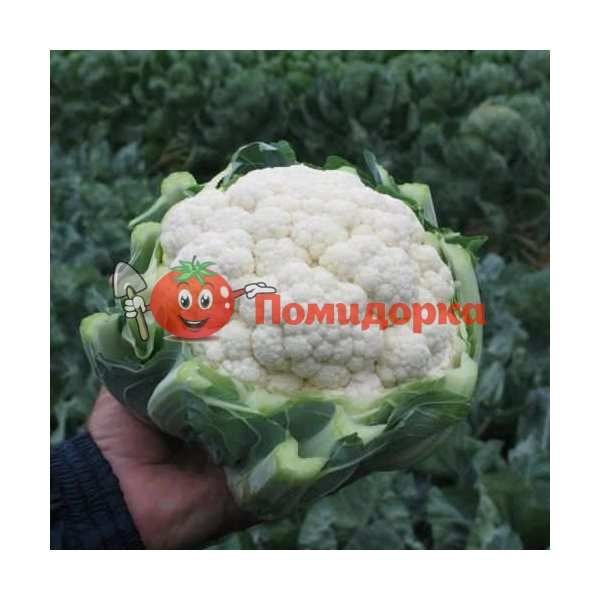 Капуста цветная БАЛБОА F1 | BALBOA F1 Bejo, Фасовка - 2500 семян