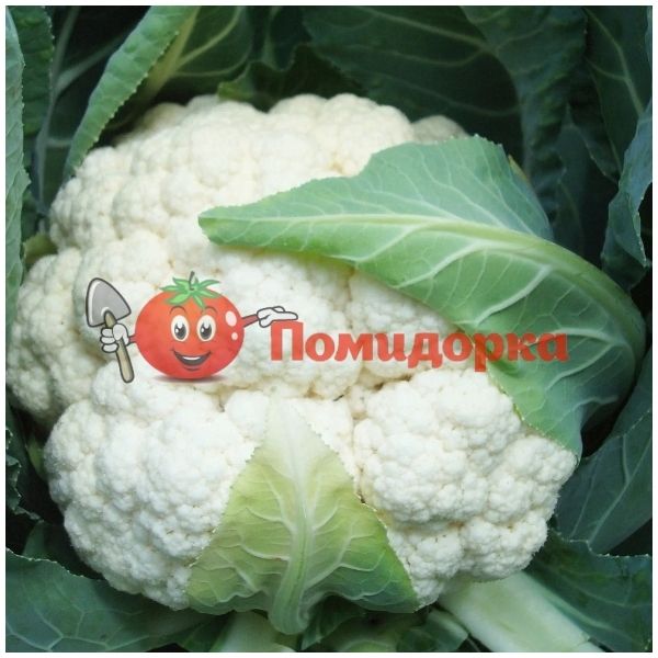 Капуста цветная БАРСЕЛОНА F1 | BARSELONA F1 Hazera, Фасовка - 2500 семян