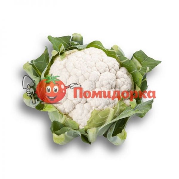 Капуста цветная БОРИС F1 | BORIS F1 Hazera, Фасовка - 1000 семян