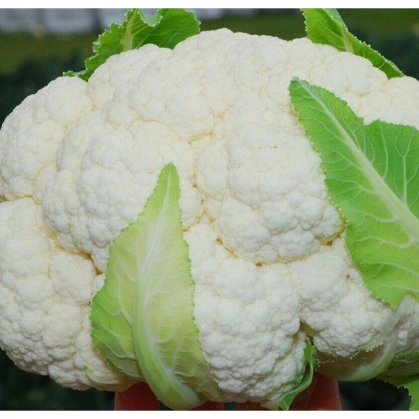 Капуста цветная Бригантина F1 | Brugantina F1 Clause, Фасовка - 2500 семян