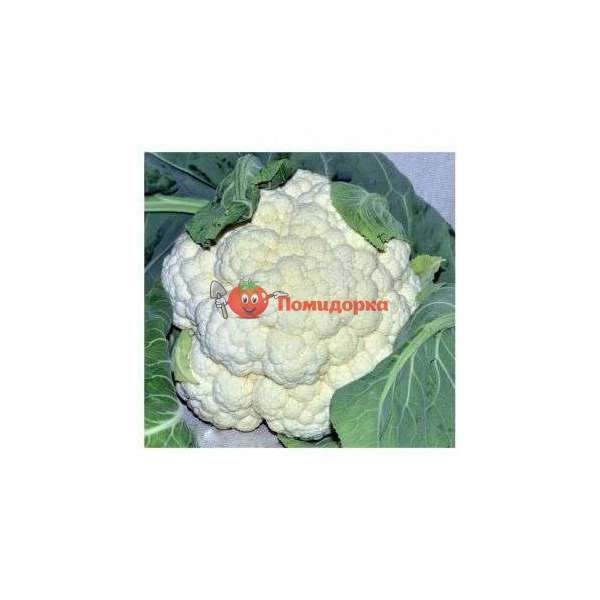 Капуста цветная CRX 13949 F1 Cora Seeds, Фасовка - 500 семян