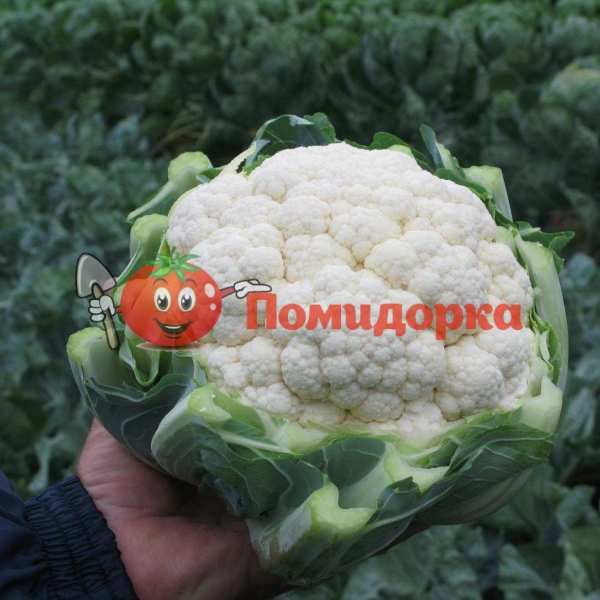 Капуста цветная ФАРГО F1 | FARGO F1 Bejo, Фасовка - 2500 семян