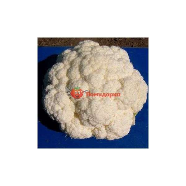 Капуста цветная ФИЕРО F1 | FIERO F1 Cora Seeds, Фасовка - 1000 семян