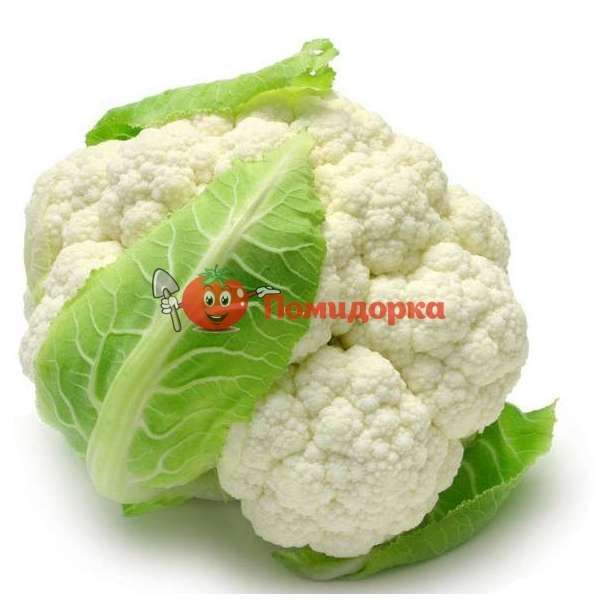 Капуста цветная ФРОНТИНА F1 | FRONTINA Seminis, Фасовка - 1000 семян