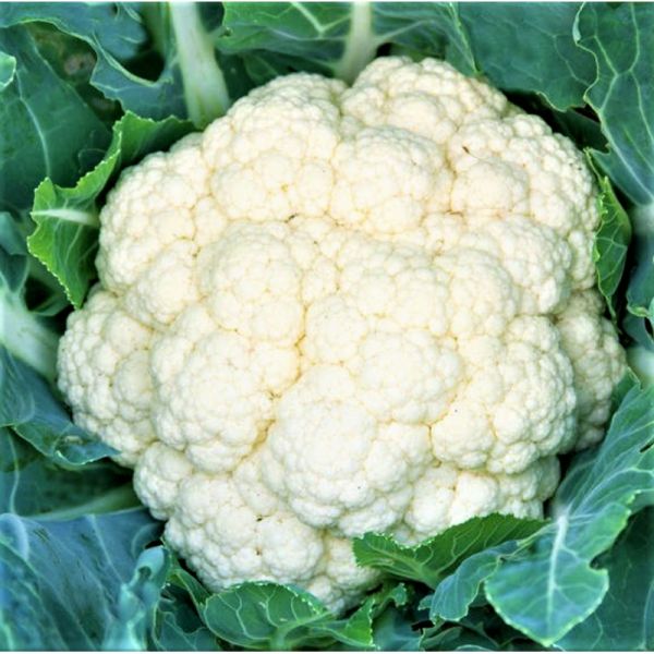 Капуста цветная ГОХАН F1 | HOKHAN F1 Syngenta, Фасовка - 2500 семян