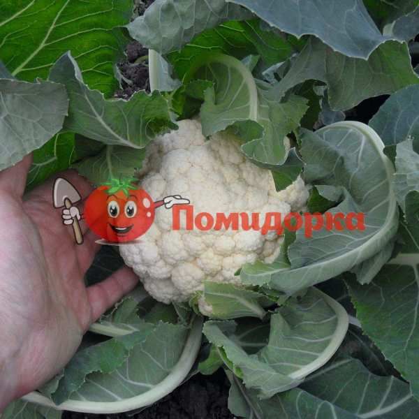 Капуста цветная ГУДМЕН F1 | GOODMAN F1 Bejo, Фасовка - 2500 семян