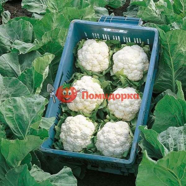 Капуста цветная КЕРДОС F1 | KERDOUS Seminis, Фасовка - 1000 семян