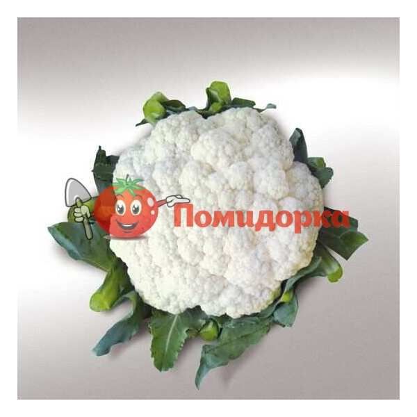 Капуста цветная ОВИЕДО F1 | OVIEDO F1 Bejo, Фасовка - 2500 семян