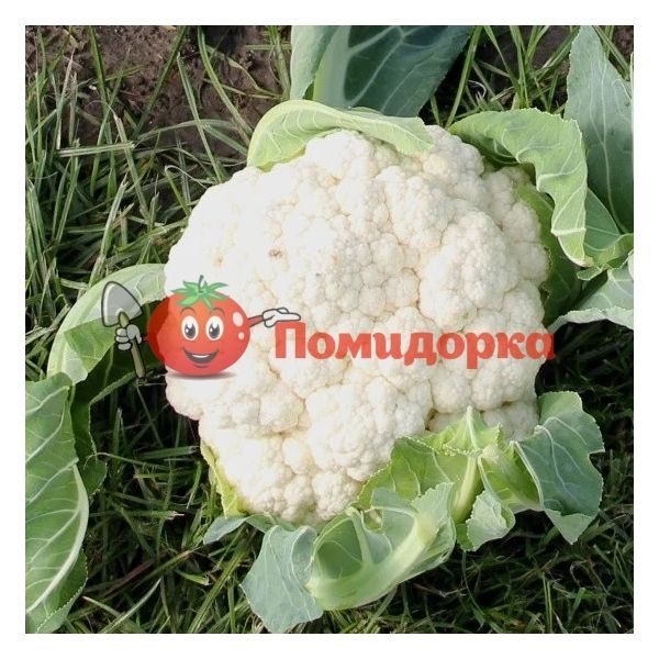 Капуста цветная СЕУЛ F1 | SEUL F1 Hazera, Фасовка - 2500 семян