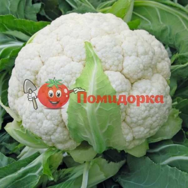 Капуста цветная СКАЙВОКЕР F1 | SKAWALKER F1 Bejo, Фасовка - 2500 семян