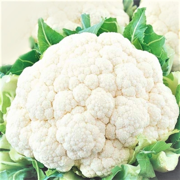 Капуста цвітна середньостигла Солістар F1, 2500 шт. насіння, 55-58 днів (Syngenta)