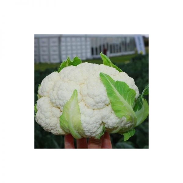 Капуста цветная Трайдент F1 | Traudent F1 Clause, Фасовка - 2500 семян