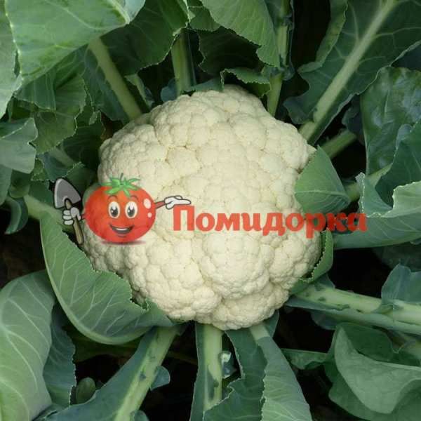 Капуста цветная ВАНЗА F1 | VANZA F1 Kitanao, Фасовка - 2500 семян