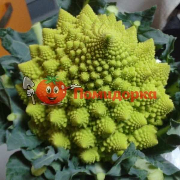 Капуста цветная ВЕРОНИКА F1 | VERONICA F1 Bejo, Фасовка - 2500 семян