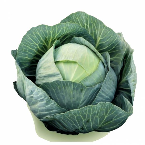 Капуста белокочанная среднепоздняя Эластор F1, 2500 шт. семян, 90-110 дней (Syngenta)