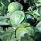 Капуста білоголова пізньостигла Епікур F1, 2500 шт. насіння, 125-130 днів (Syngenta)