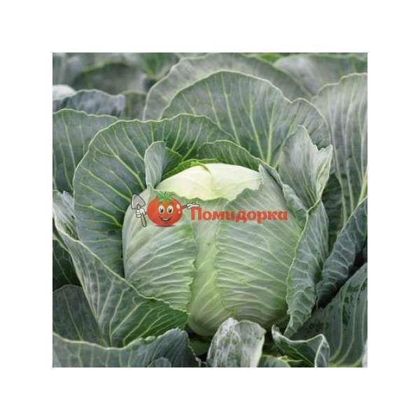 Капуста ФЛЕКСИМА F1 | FLEXIMA F1 Rijk Zwaan (улучшенные семена), Фасовка - 2500 семян