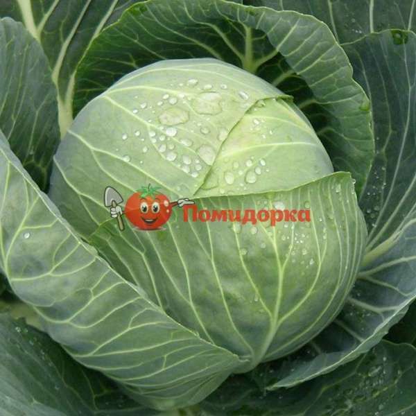 Капуста ГАЛАКСИ F1 | GALAXY F1 Seminis, Фасовка - 2500 семян