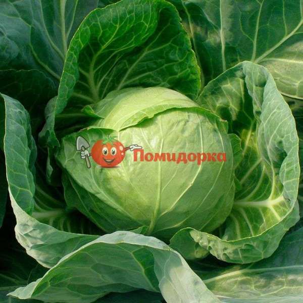 Капуста Глобус F1 | GLOBUS Seminis, Фасовка - 2500 семян