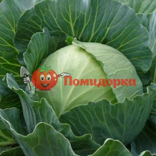 Капуста КАТАРИНА F1 | KATARINA F1 Bejo, Фасовка - 2500 семян