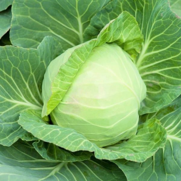 Капуста білоголова ультрарання Кевін F1, 2500 шт. насіння, 50-52 днів (Syngenta)