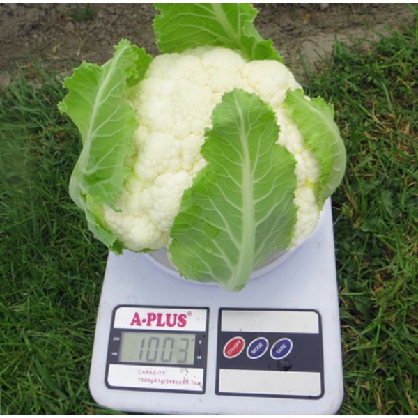 Капуста Клипер F1 | Cliper F1 Clause, Фасовка - 2500 семян