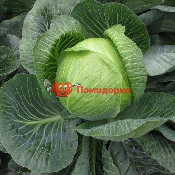 Капуста КОЛИЯ F1|KOLIYA F1 Seminis, Фасовка - 2500 семян