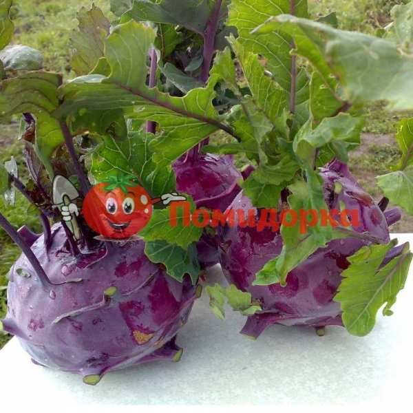 Капуста кольраби КОЛИБРИ F1 | KOLIBRI F1 Bejo, Фасовка - 2500 семян