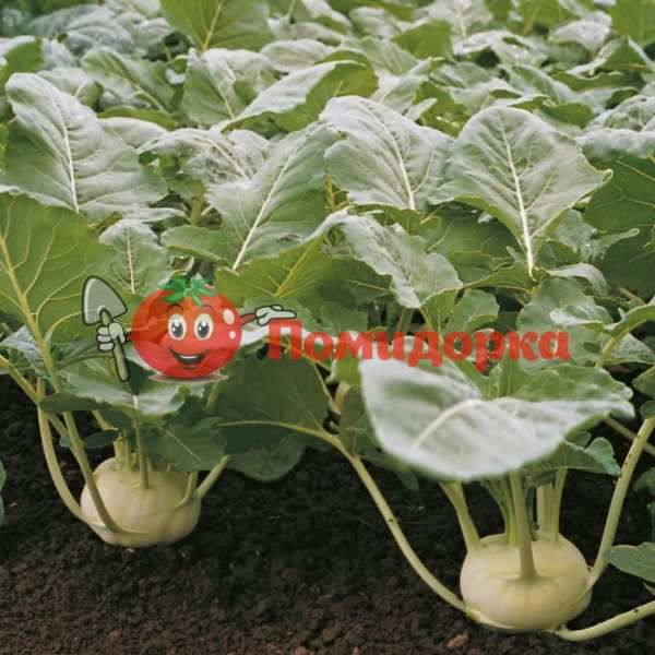 Капуста кольраби КОРИСТ F1 | KORIST F1 Bejo, Фасовка - 2500 семян